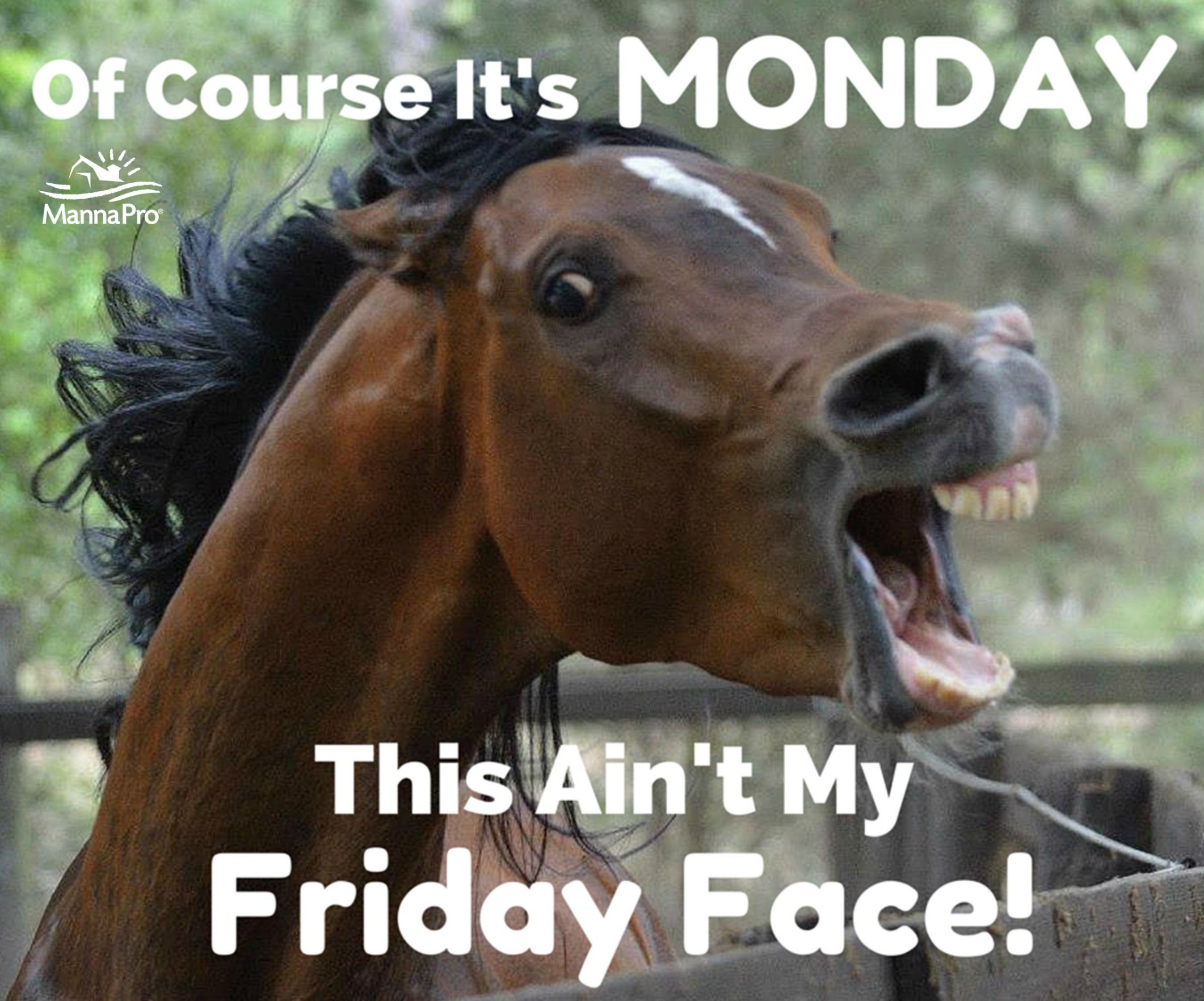 Horse Funniest Memes Beautiful Happy Monday Funny Horse Sayings