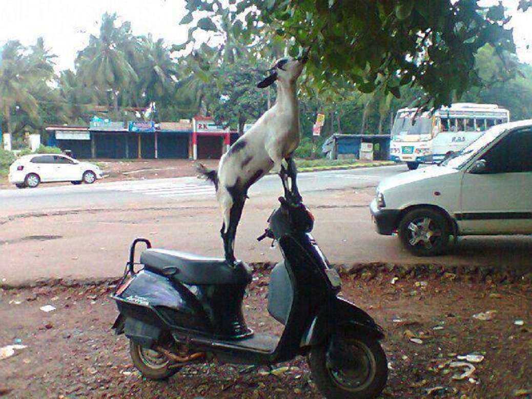 15 Smart And Funny Animals You'll See Only In India