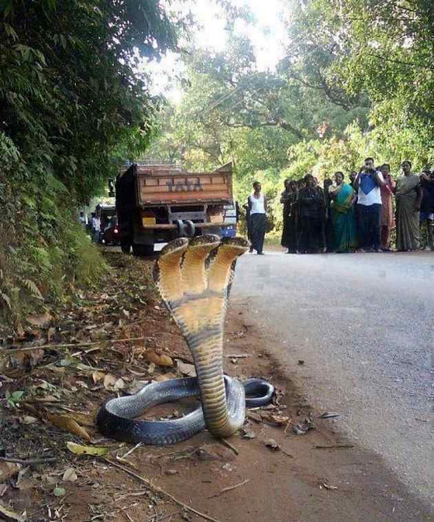 These Indian Snake Hoaxes Have Once Fooled The Internet. Sheshnag - Oops!