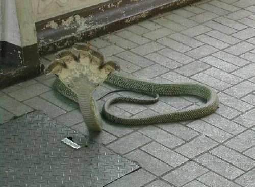 Thailand snake