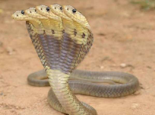 fake snake
