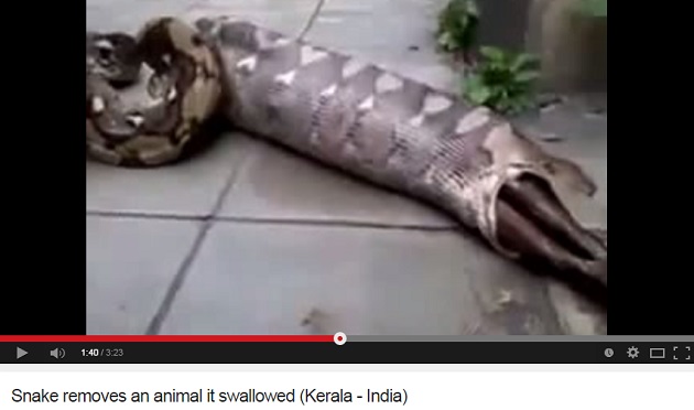 snake keralavideo