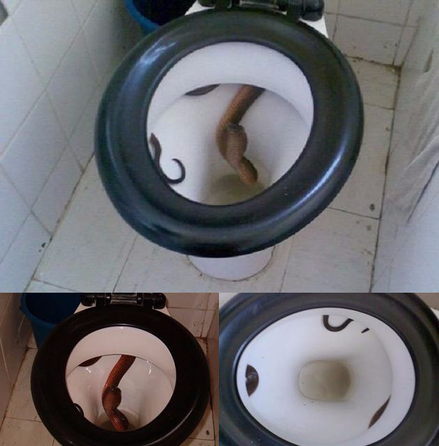 snakeintoilet