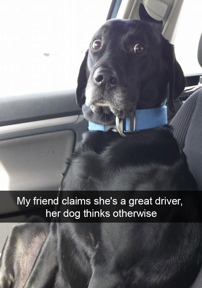 dog ruled snapchat