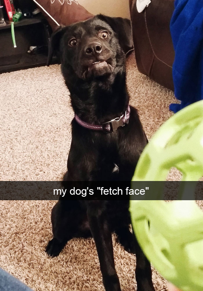 dog ruled snapchat