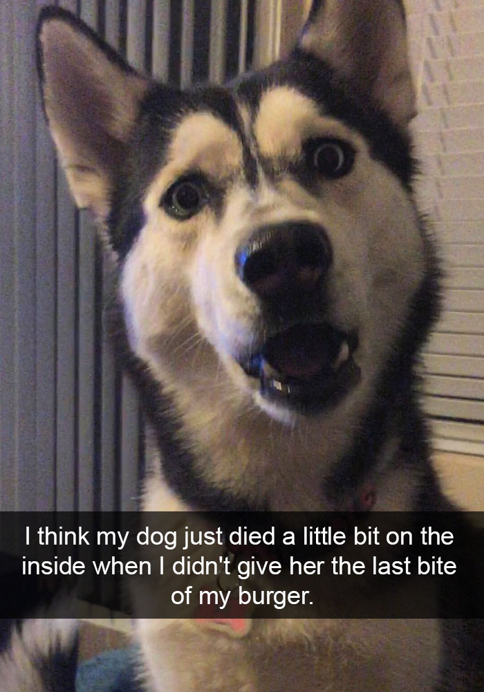 dog ruled snapchat