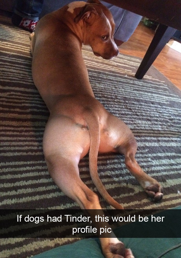 dog ruled snapchat