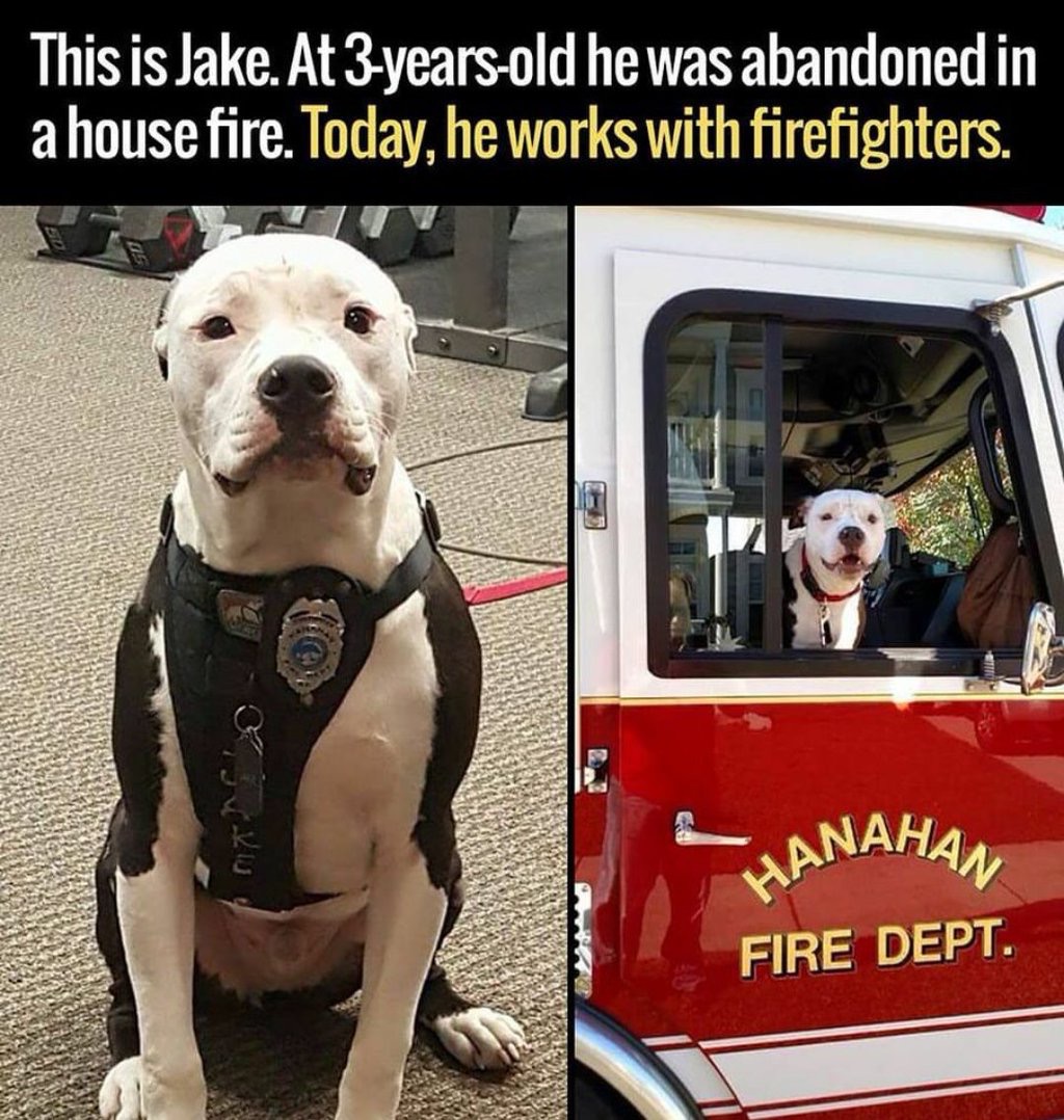 faith-in-humanity-restored-10