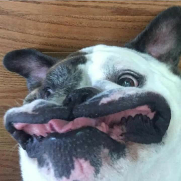 18 Cute Animals Who Went Full Derp & Goofy