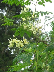 how to easily grow the moringa oleifera tree in your home garden using the easio