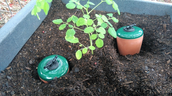 how to easily grow the moringa oleifera tree in your home garden using the easio