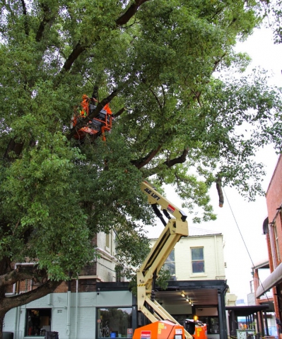 newcastle arborists give live tree removal demonstration