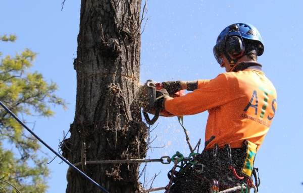 newcastle arborists give live tree removal demonstration