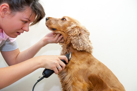 dog grooming services and dog health book published by dog groomers shrewsbury