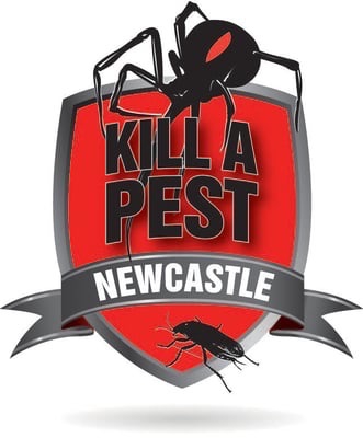 find out how to prevent costly damage with a termite inspection in newcastle new