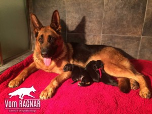 the amazing adult german shepherds trained for personal protection that you can 