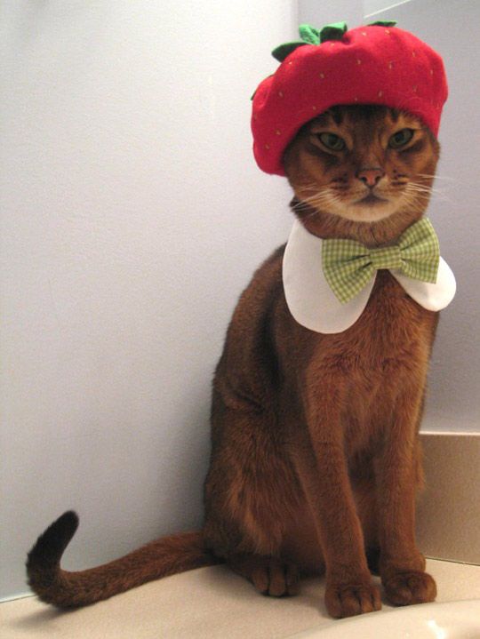 Funny Pictures of Cats Dressed Up As People Are The Cutest Thing Ever