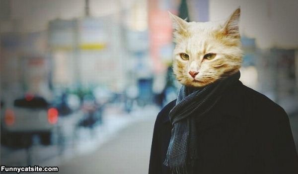 Funny Pictures of Cats Dressed Up As People Are The Cutest Thing Ever