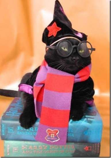 Funny Pictures of Cats Dressed Up As People Are The Cutest Thing Ever