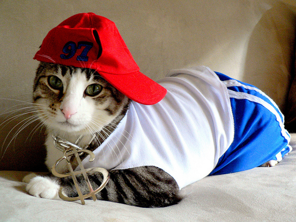 Funny Pictures of Cats Dressed Up As People Are The Cutest Thing Ever