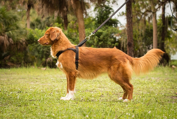 Get The Best High-Durability Dog Harness Night Walking & Training ...