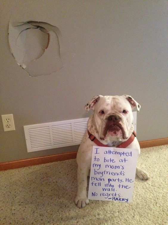 Guilty Dogs With Notes