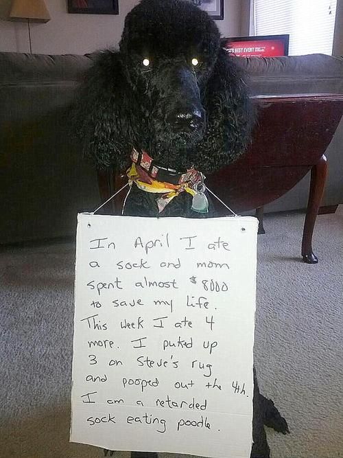 11 Pictures of Guilty Dogs With Notes That Are Too Funny To Ignore