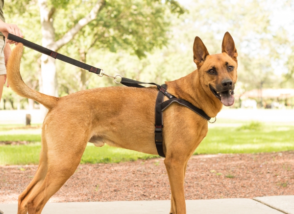 dog harness for extra large dogs