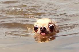 Funny Dog Face Images