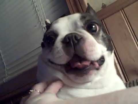 Funny Dog Face Images
