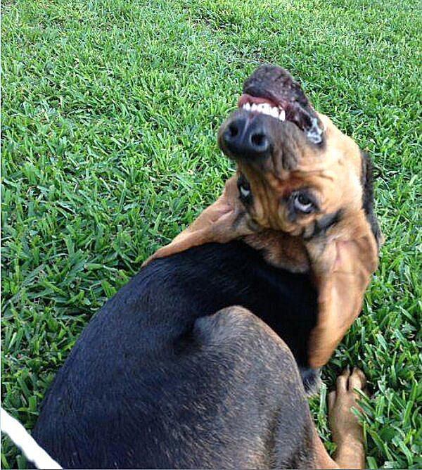 Funny Dog Face Images
