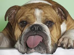 Funny Dog Face Images