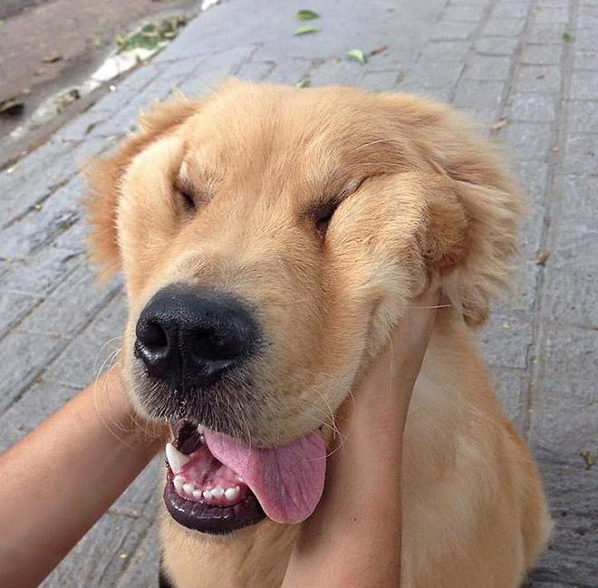 20 Cute & Funny Dog Face Images That Will Kill Stress & Make You Happy