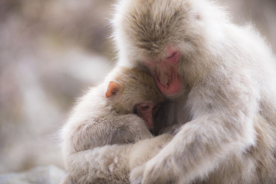 animals hugging hug embrace