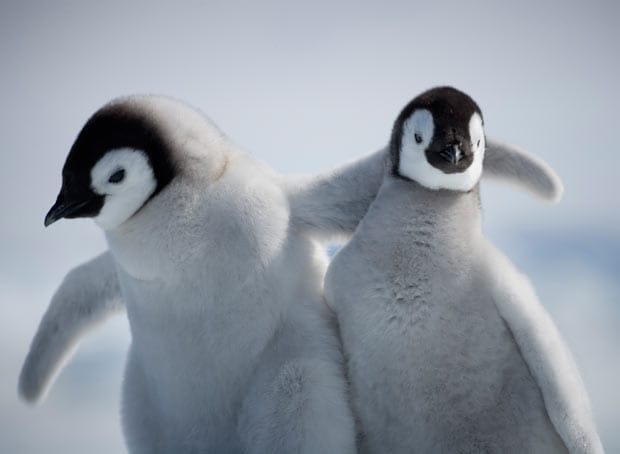 animals hug hugging embrace