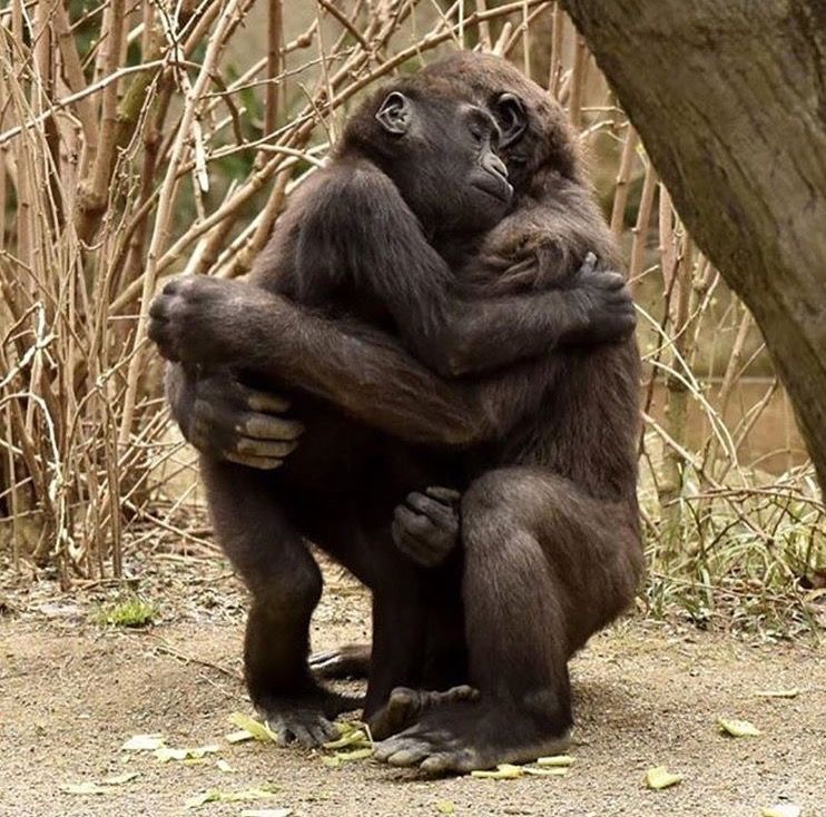 animals hugging hug embrace