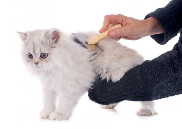 posh pooches presents 5 things to about cat grooming and lion cuts
