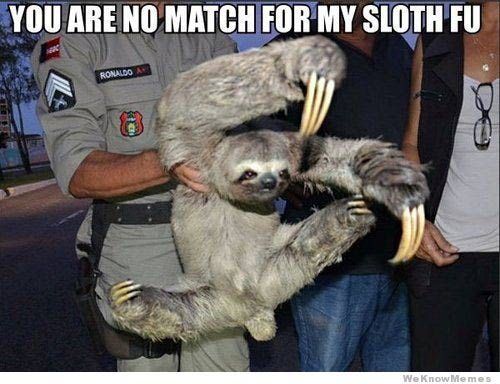 Sloth Memes