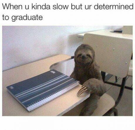 Sloth Memes