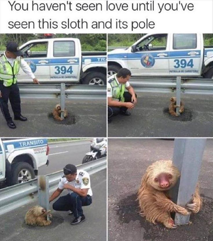 Sloth Memes