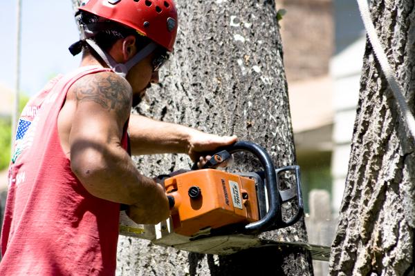 denver area tree service announces arborist and tree care trimming and removal