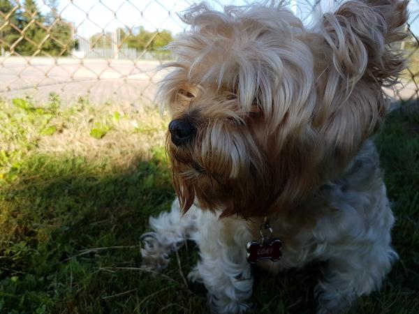 information on how to properly care for yorkshire terriers unique hair released 