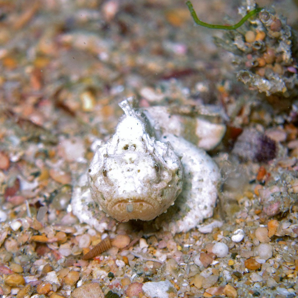 Deadly Sea Creatures