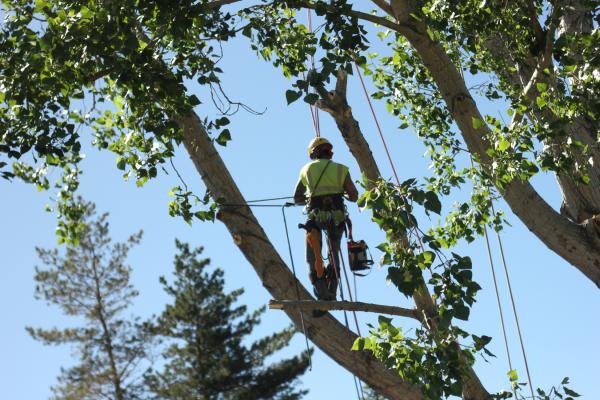 tree services by denver tree trimming company helps wildlife habitats