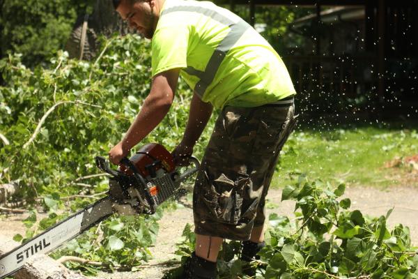 best denver tree surgeon to call for your pruning trimming amp stump removal job