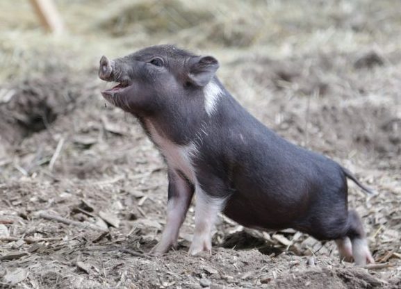 Pigmy Animals