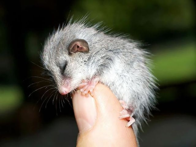 These 16 Pigmy Animals Are the Smallest & Cutest Creatures in the Whole
