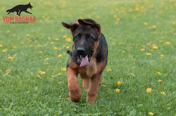 purebred german shepherd puppies with good character from vom ragnar chicago ill