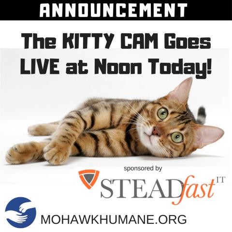 steadfast it partners with mohawk hudson humane society to launch first live fee