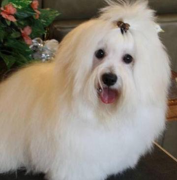 Where To Get Coton De Tulear Puppies In Texas To Surprise The Kids And The Family Where To Get Coton De Tulear Puppies In Texas To Surprise The Kids And The Family